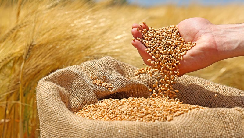 komodity-druzina Komodity