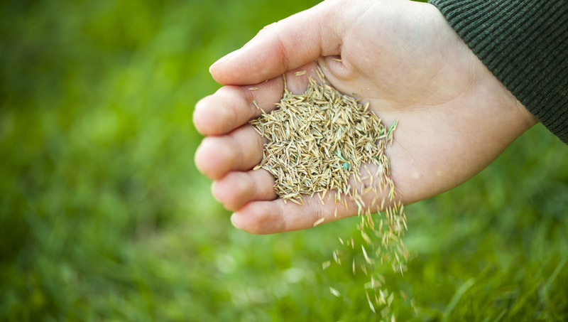 travni-smes-druzina Travní směs